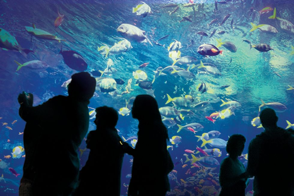 California Academy of Sciences' Ocean Exhibit Saves the Best For Last