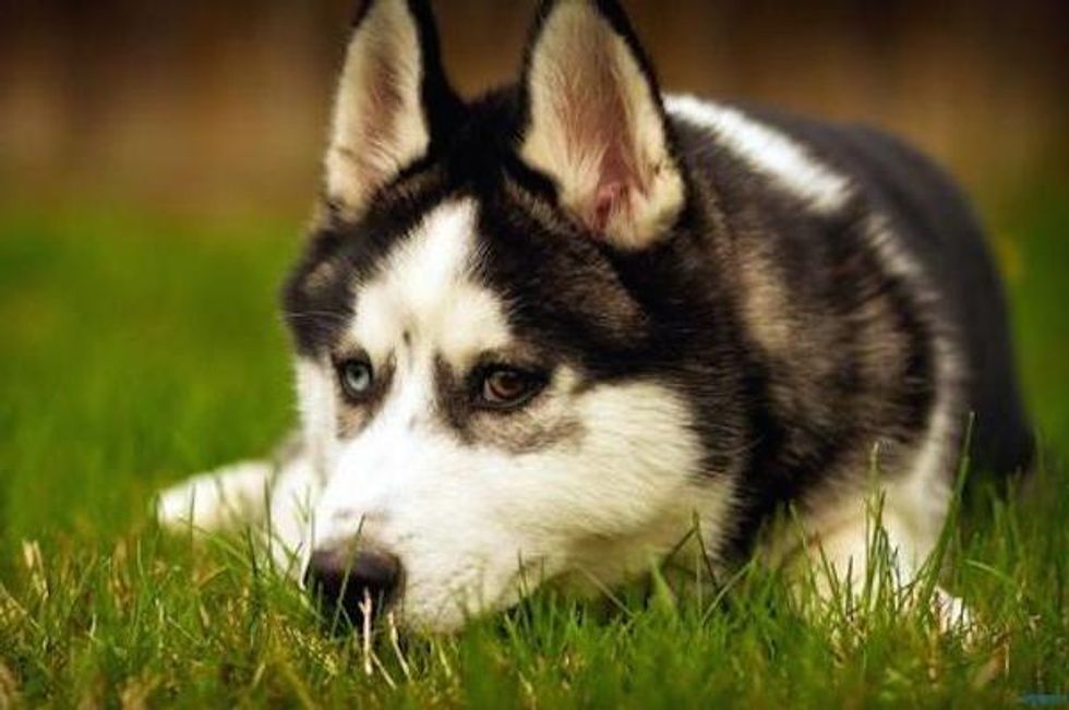 Ask a Vet: The Best Alternative Therapy Method for Pets