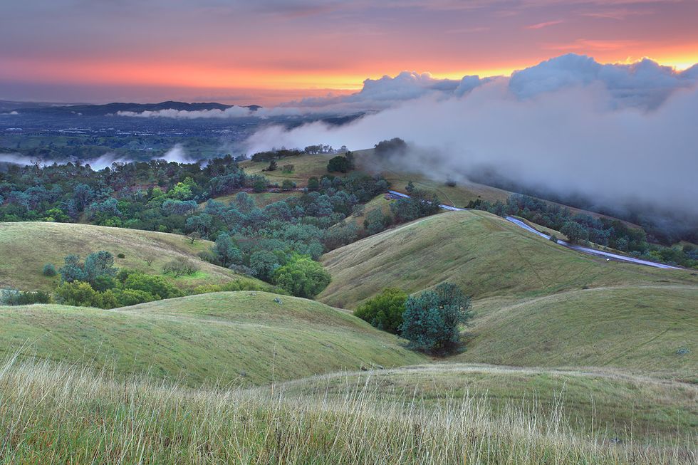 Discover Mt. Diablo In Bloom After Fire