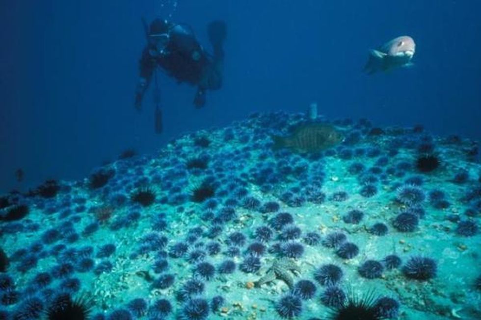 Love Sea Urchin? Here's How To Dive For It