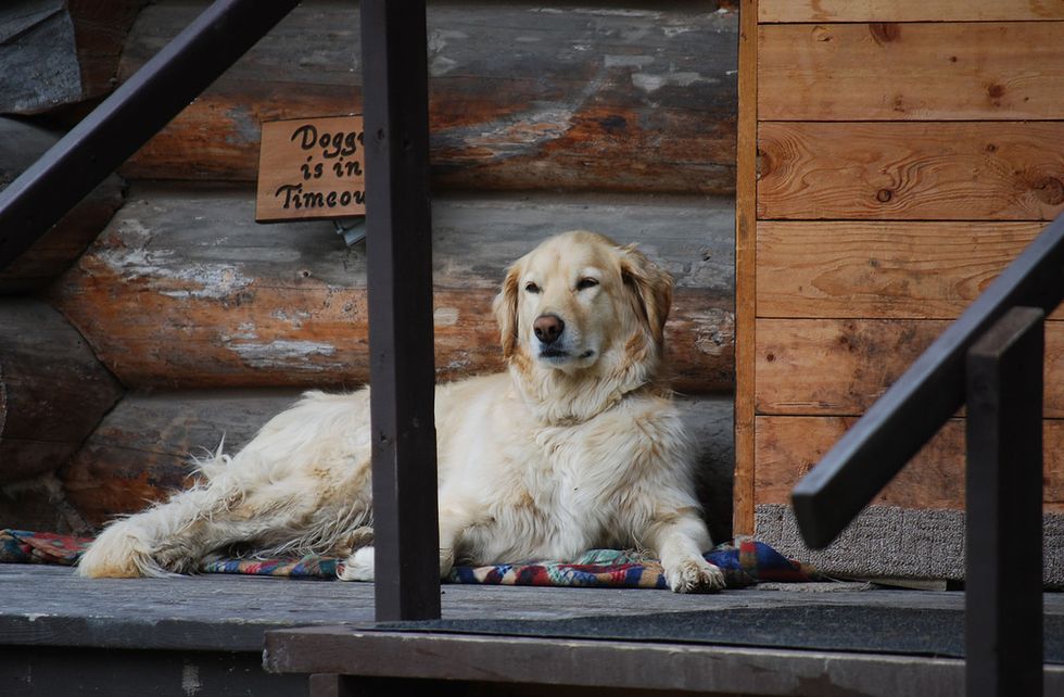 Ask a Vet: Is Dominance Training Outdated?