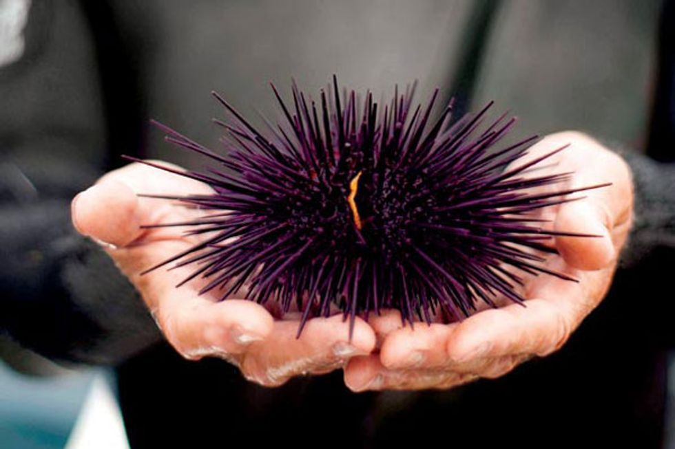 Urchin Goes From Sea Pest to Menu Staple