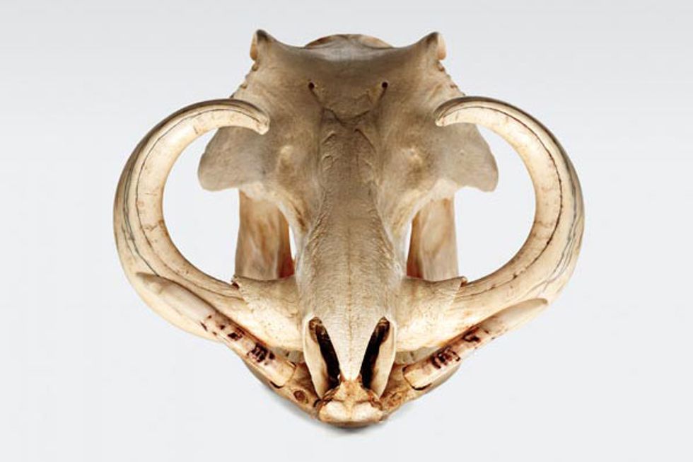 640 Skulls Go On Display at Cal Academy