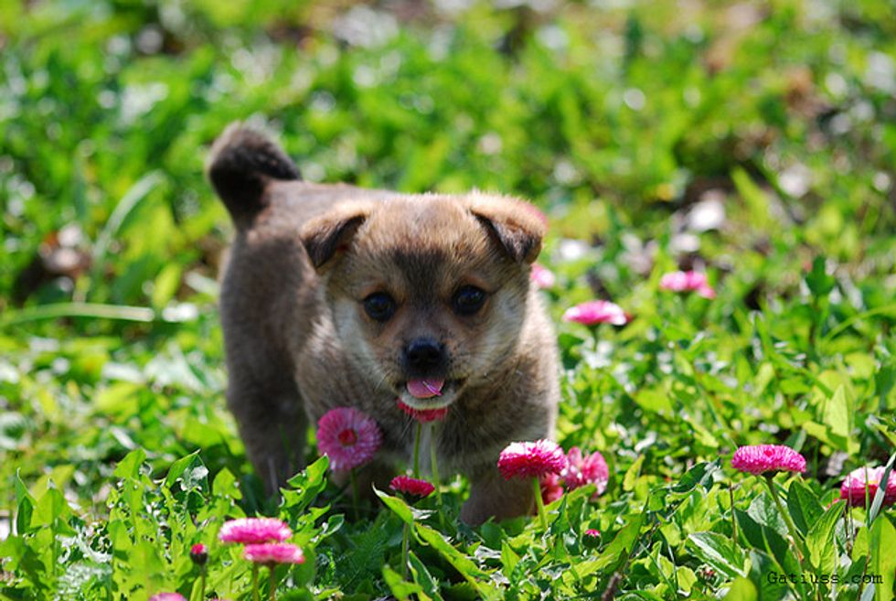 How to Tell When Your Pet Has Allergies