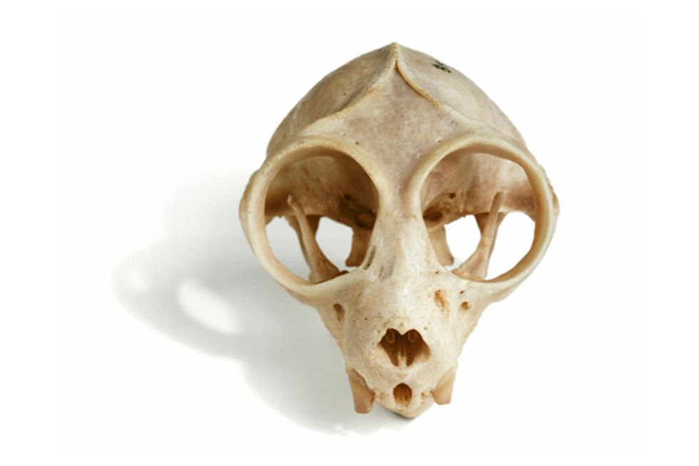 Win Tickets to the California Academy of Sciences "Skulls" Exhibit