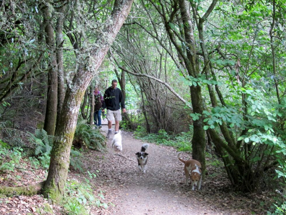 Ultimate Sunday Hike: Dog Walking the Oakwood Valley Trail