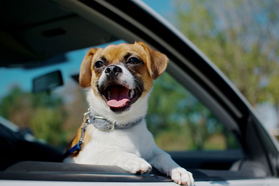 Tips For Road Tripping With a Pet