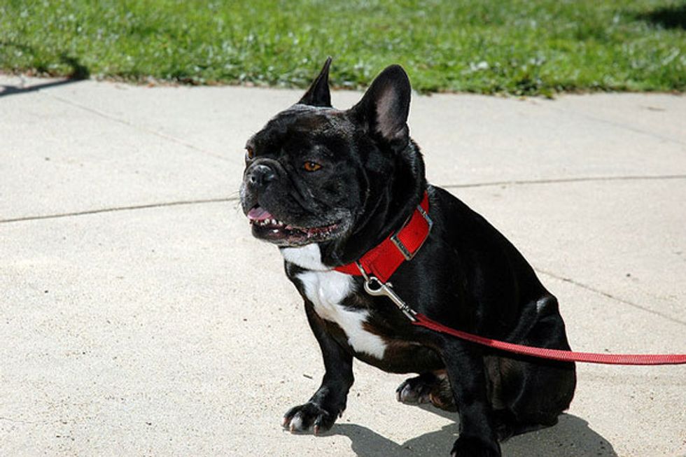 Trade in Your Pronged Dog Collar For an Alternative Device For Free