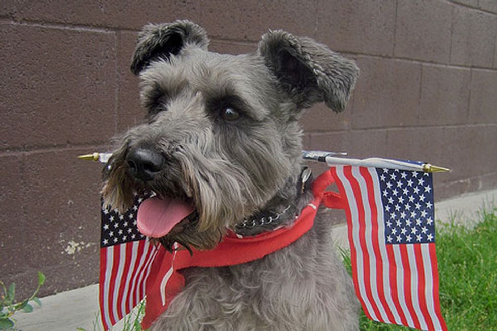 Fourth of July Safety Tips for Pets