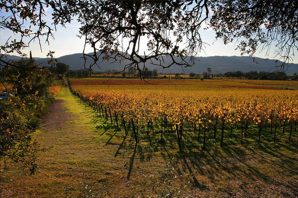 Cycling Napa Valley's Winery Circuit