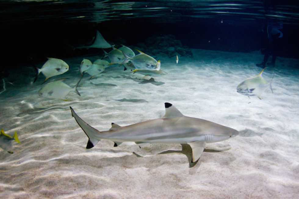 Watch Cal Academy's Live Shark Cam During Shark Week