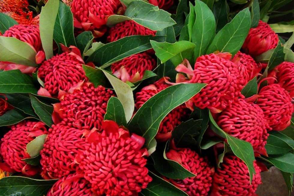 Help Save the San Francisco Flower Market!