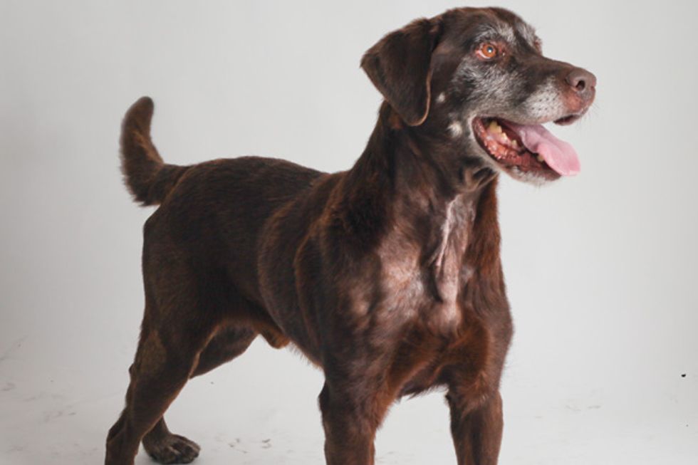 Canine Seeking Human: Old Doc, New Tricks