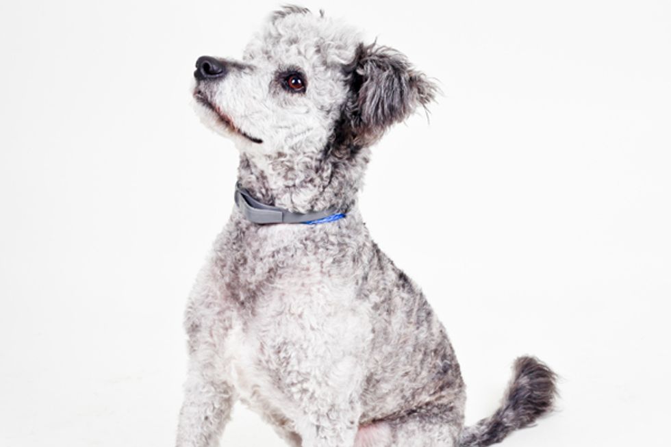 Canine Seeking Human: Halston the Handsome