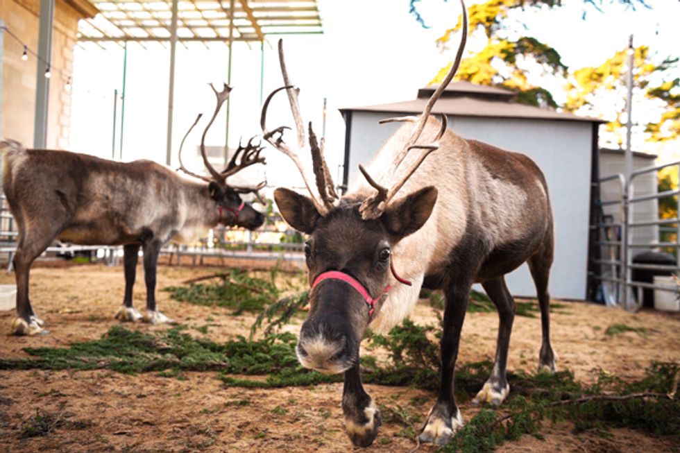 Snow, Reindeer, and Albino Alligators at the California Academy of Sciences