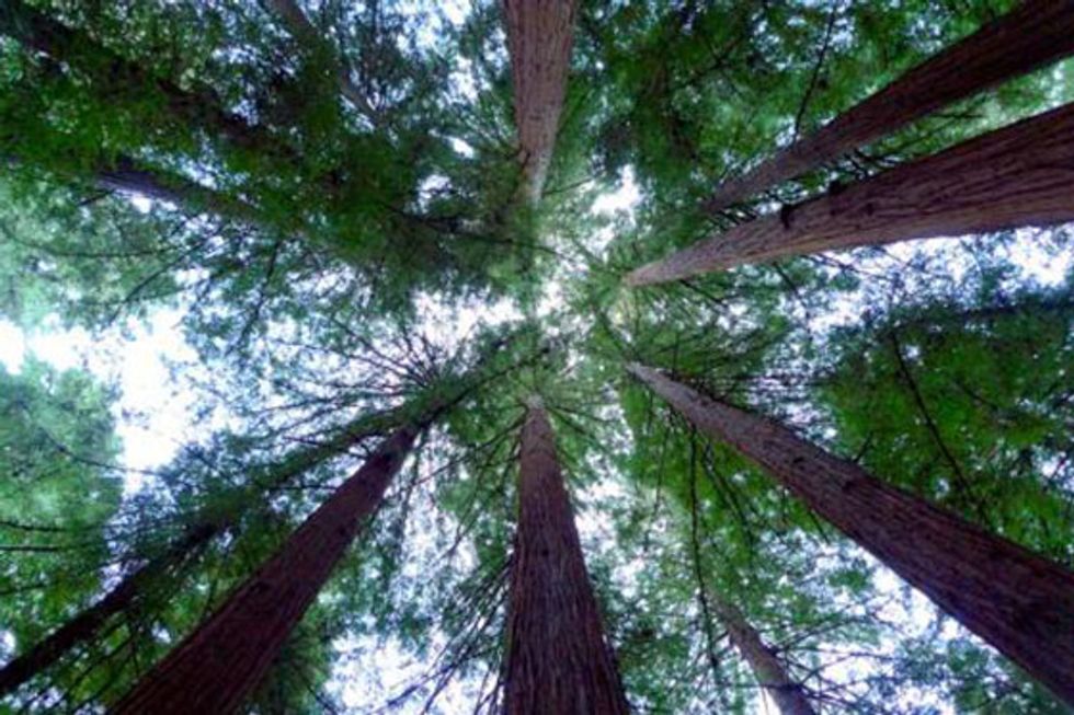 The Bay Area's Best Winter Camping