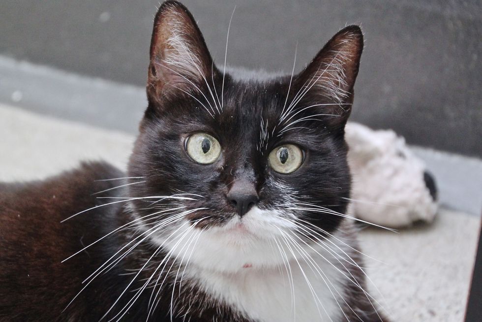 Feline Seeking Human: Scrumptious Muffin