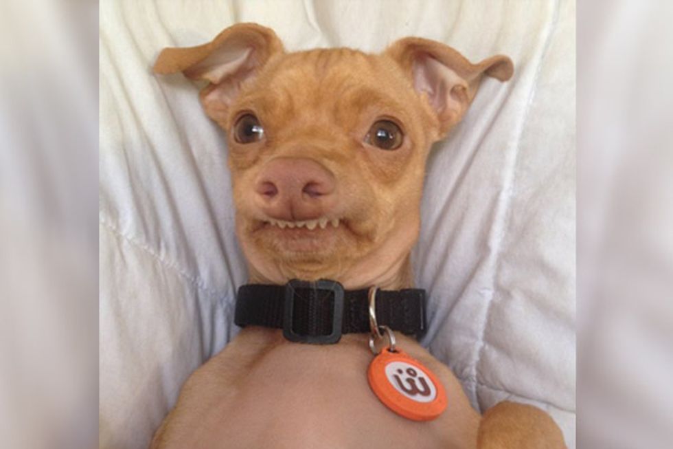 Postponed: Find Your Purr-fect Match at the SF SPCA's 4th Annual "Be Mine" Event