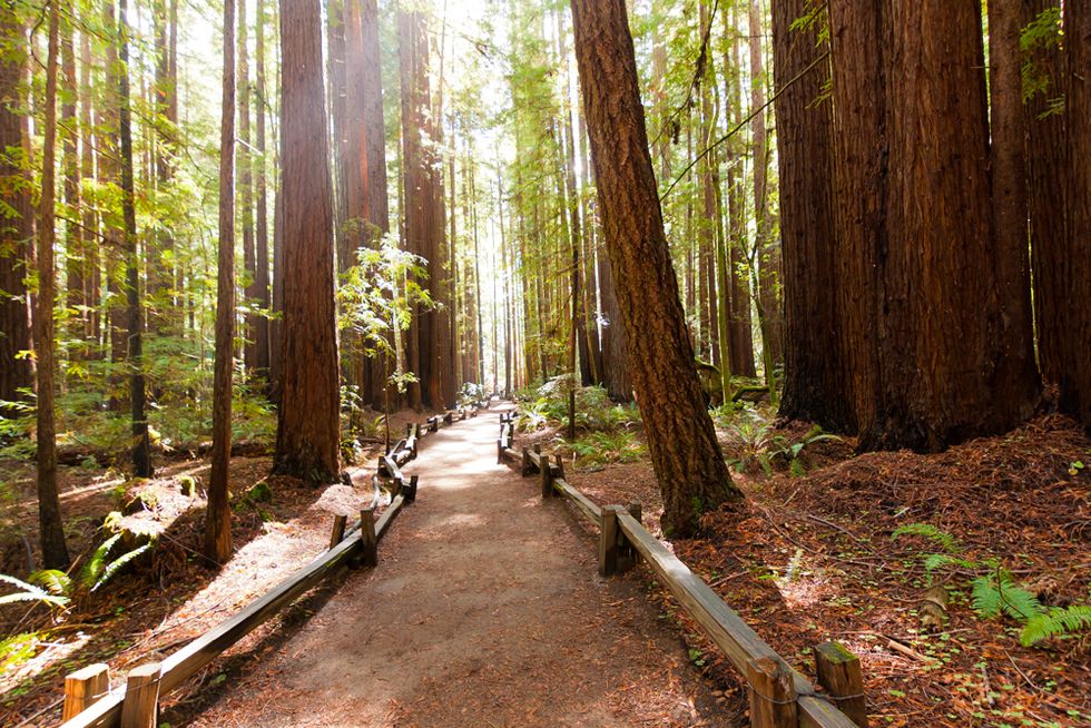 The Bay Area’s Best Redwood Hikes