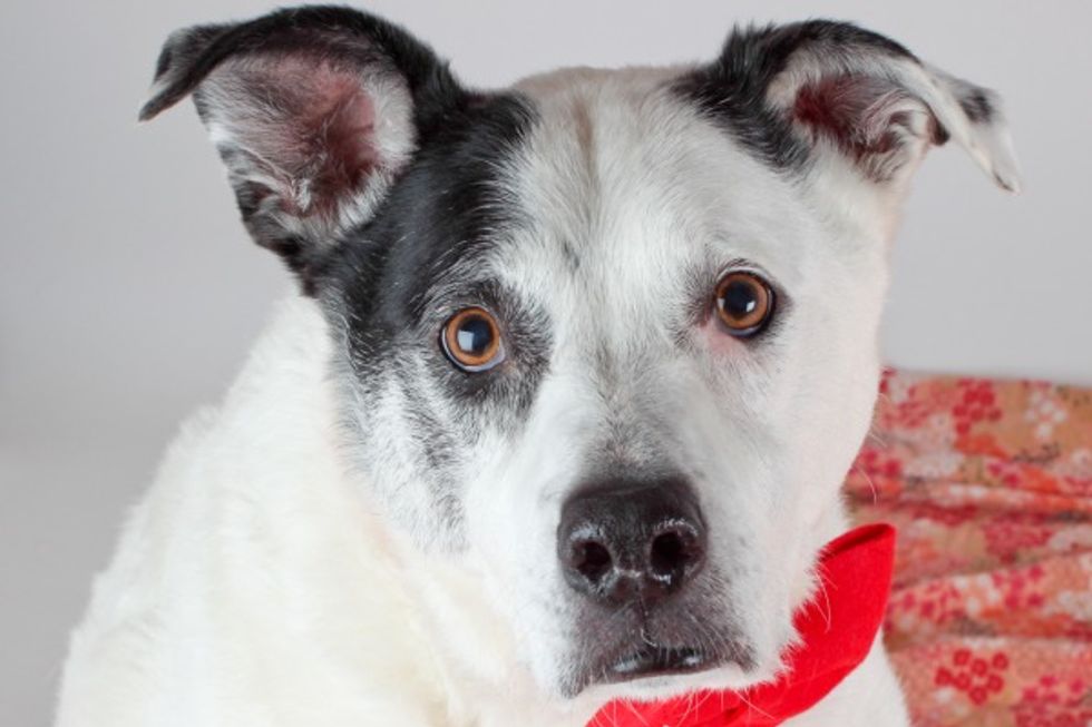 Canine Seeking Human: Marvelous Marco