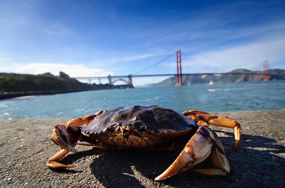 Catch Crabs at Fort Point with a Pier Crabbing Demonstration