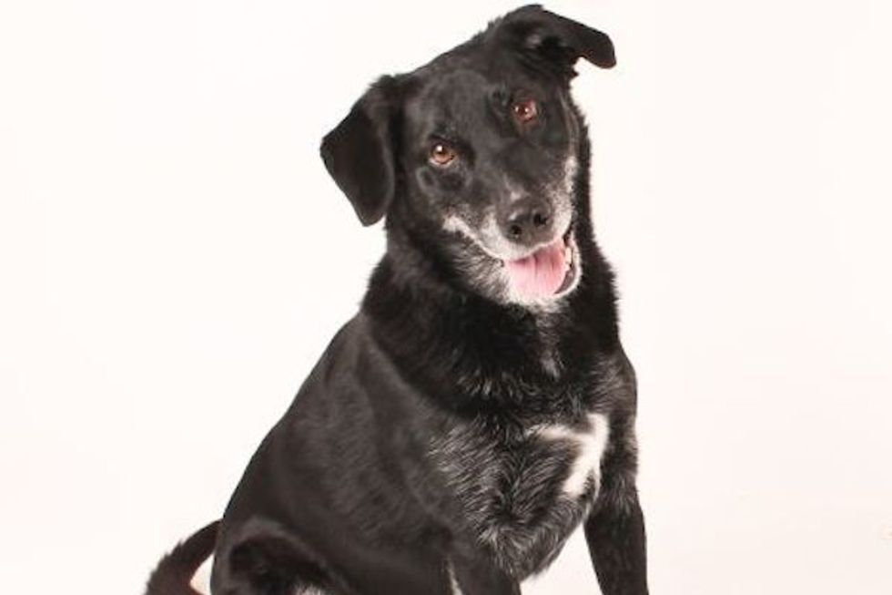 Canine Seeking Human: Spectacular Spencer