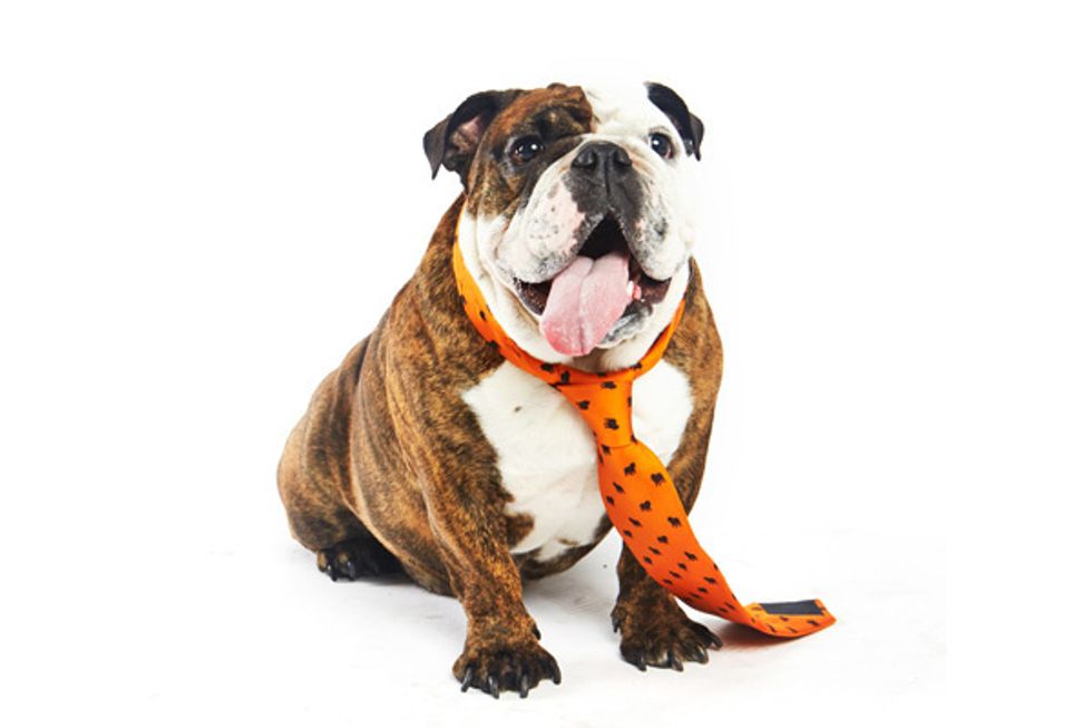 Pups Strut Their Stuff for the SF SPCA Fashion Show