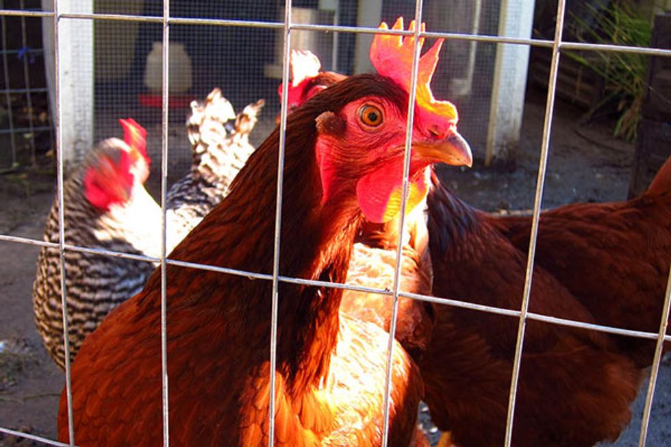 Why Are There Chickens in Golden Gate Park?