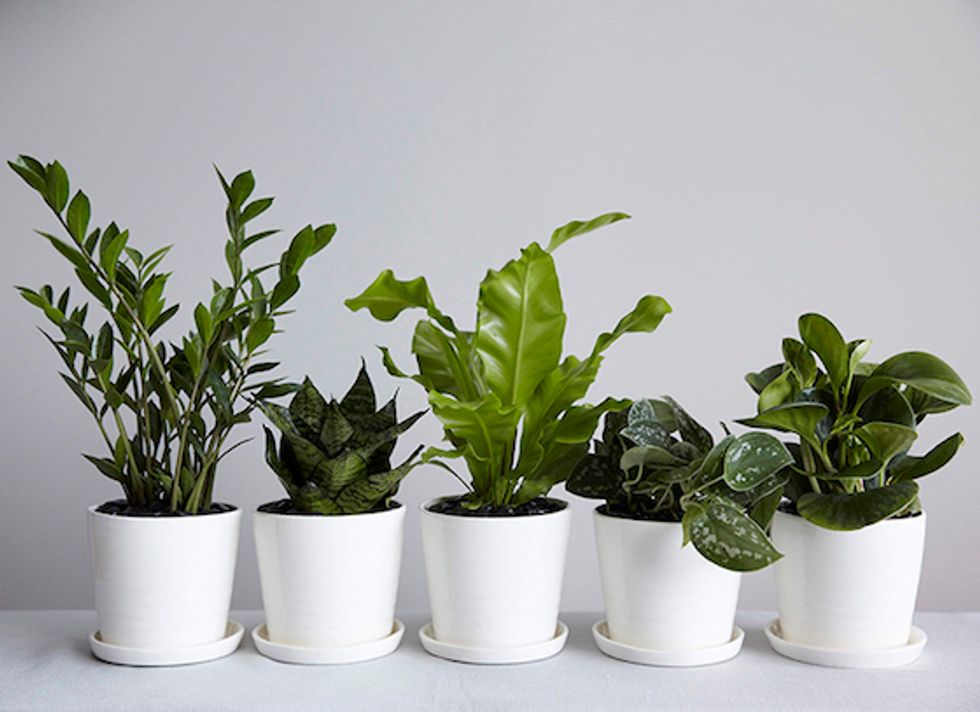 Impossible-to-Kill Plants for Your Office