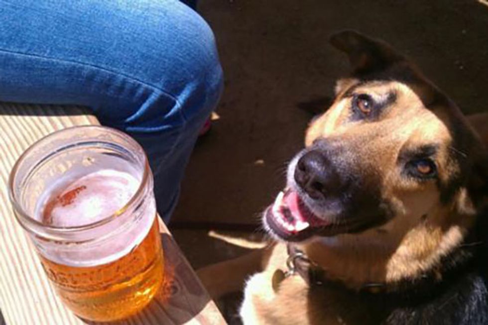 5 New Pet-Friendly Spots in Wine Country