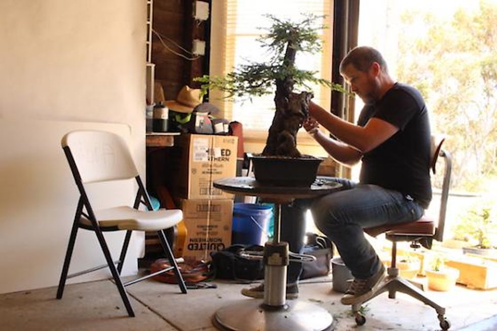 Tiny Trees, Deep Roots: The History of Bonsai in the Bay Area