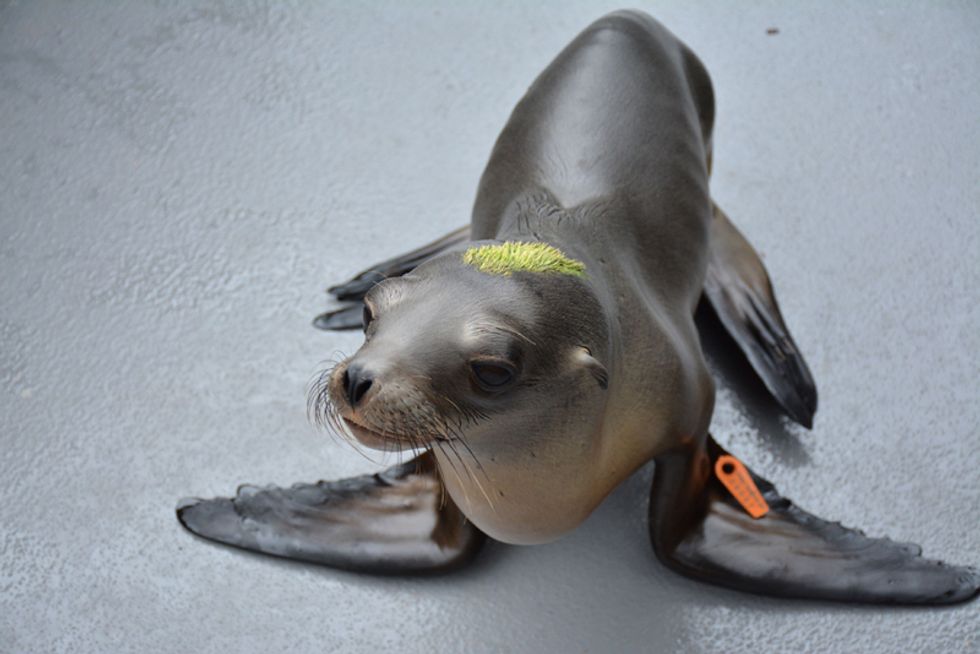 'Run for the Seals' 5K Benefits the Bay Area's At-Risk Sea Life