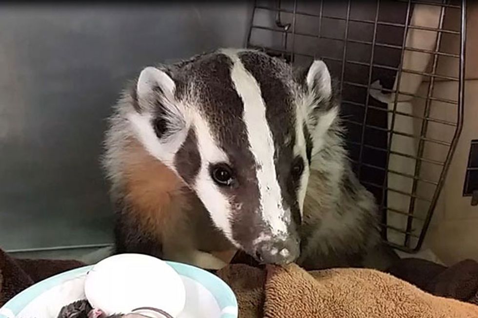 Orphaned Badger to be Released Into the Wilds of West Marin on Sunday