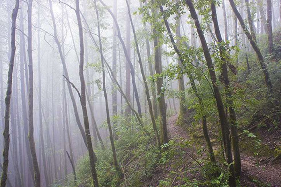 How to Spend 50 Perfect Hours in Redwood City + Woodside