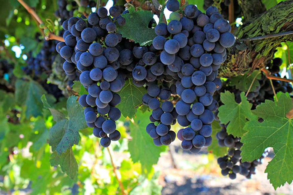 Where to Stomp Grapes and Celebrate Harvest in Wine Country