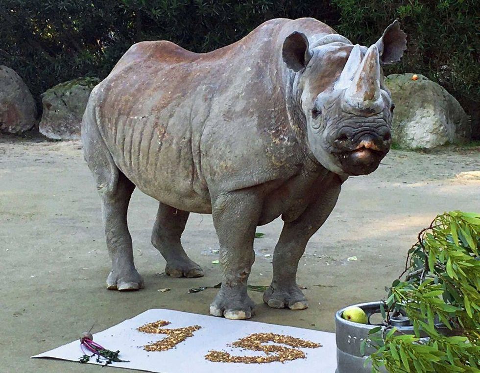 SF Zoo's Black Rhino, Elly, Turns an Impressive 45-Years-Old