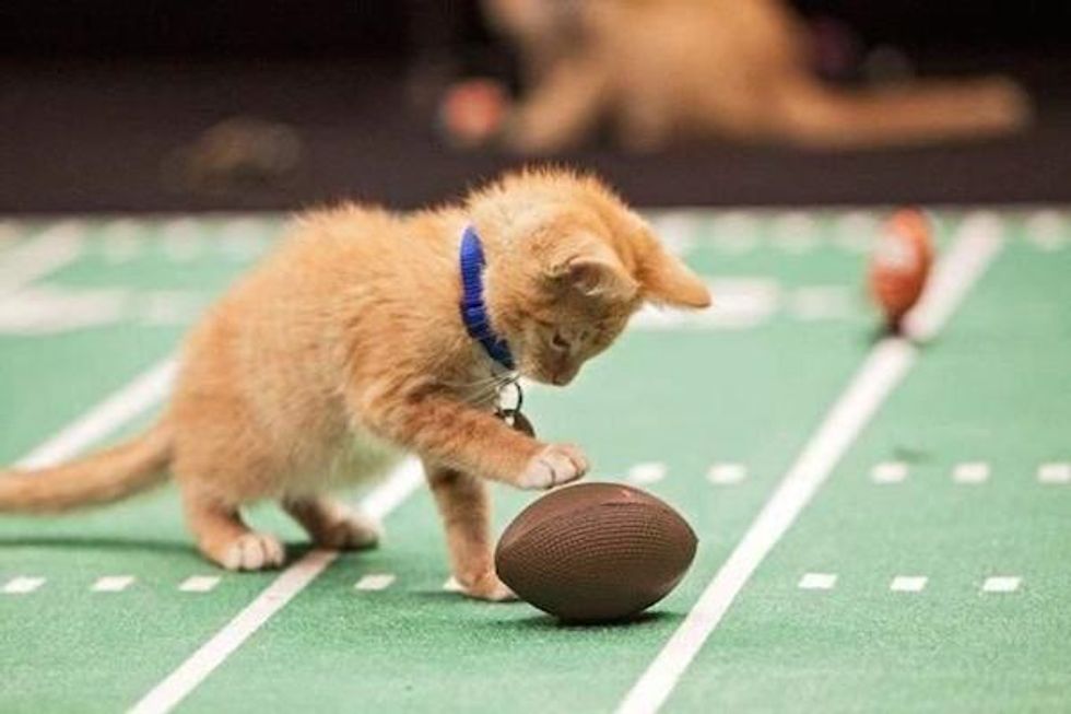 Weekend Guide: KitTea Super Bowl Catstravaganza + Taylor Swift Drag Tribute