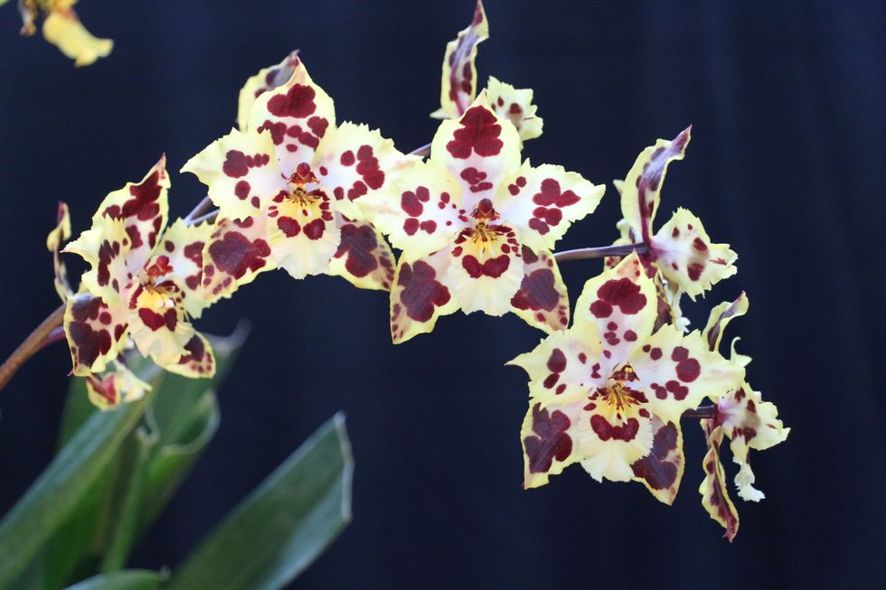 Spring Has Arrived: See Beautiful + Exotic Orchids in Bloom at Fort Mason Center
