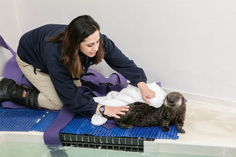 Baby Otter Finds a Home, Apple Fights the FBI + More Brunch Topics