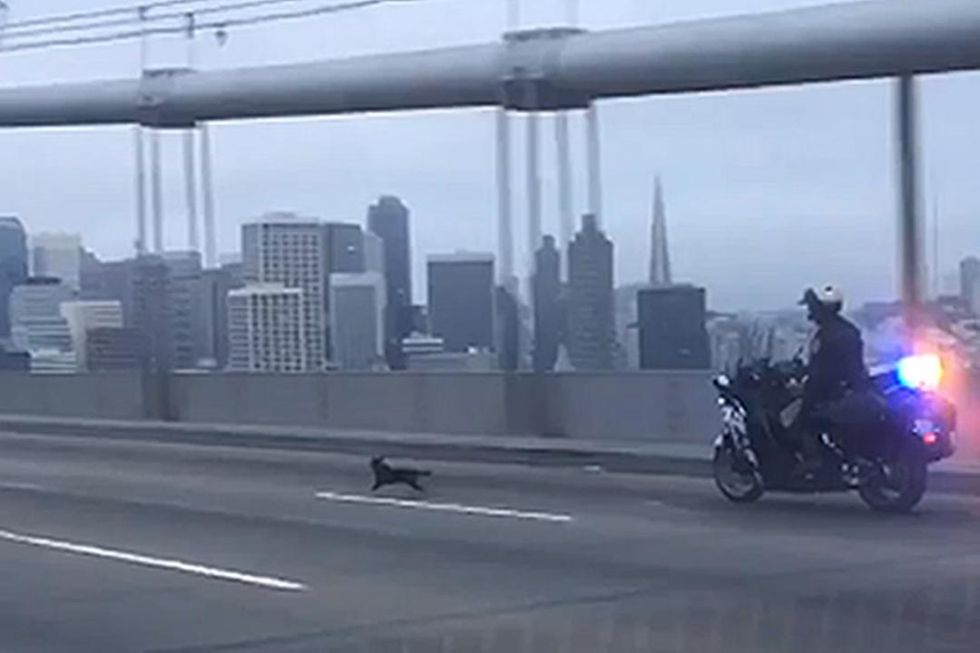 Chihuahua Leads CHP on a Wild Chase Across the Bay Bridge