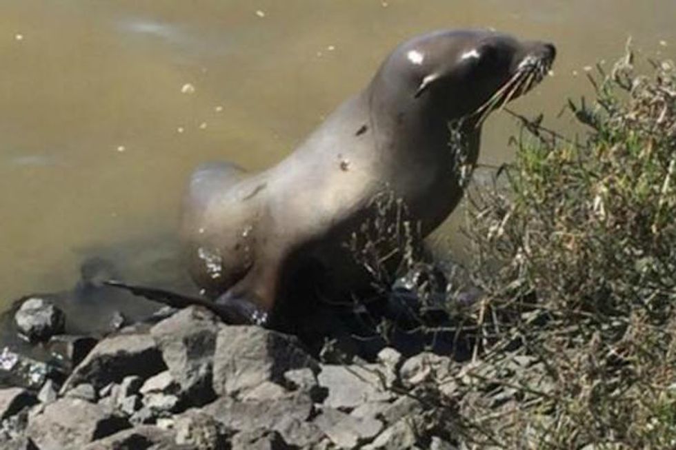 Sea Lion Blocks Traffic in Sonoma + More Brunch Topics