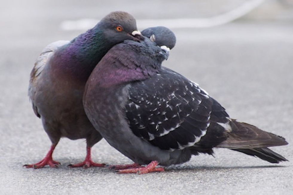 Oakland Firefighters Rescue a Pigeon From Certain Death (VIDEO)