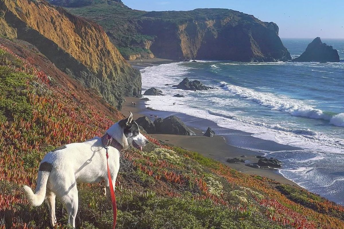 7 Dog-Friendly Hikes in Marin and Sonoma for a Howling Good Time