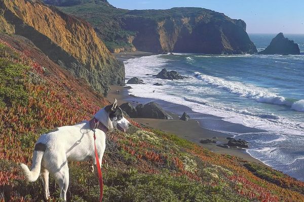 7 Dog-Friendly Hikes in Marin and Sonoma for a Howling Good Time