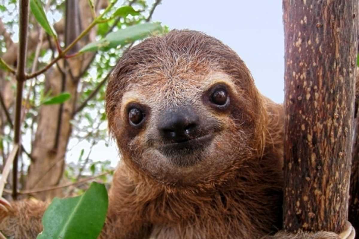 A Sloth Festival Is Happening in SF this Summer
