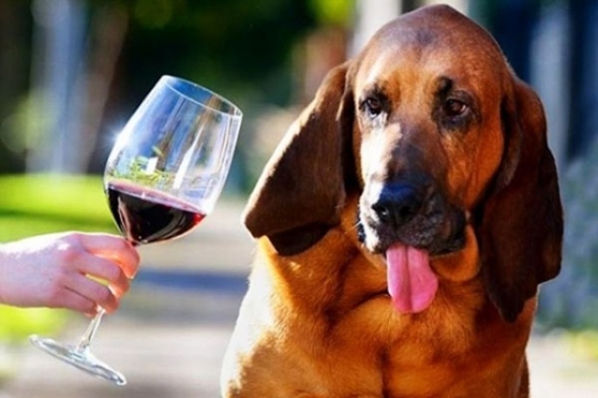 Wine Country’s Top Spots to Grab a Drink with Your Dog