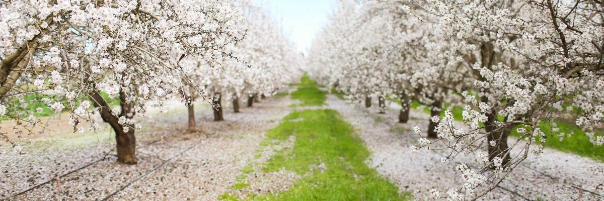 Wildflower season is great but have you heard of orchard blossom season?