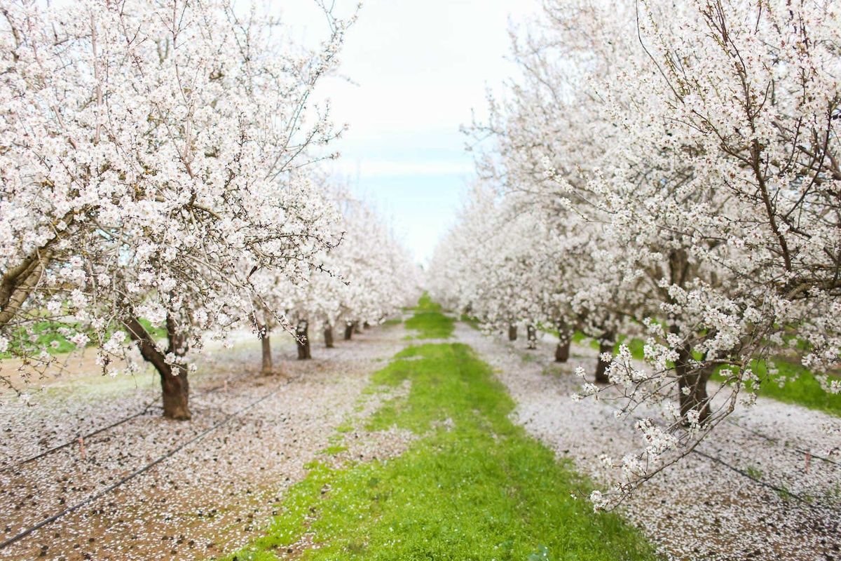 Wildflower season is great but have you heard of orchard blossom season?