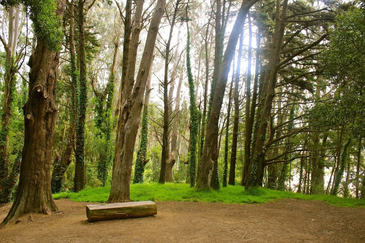 Hike the Ecology Trail in the Presidio