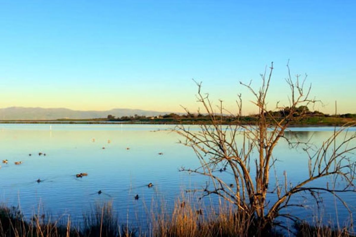 Ready, Set, Run: Four Mid-Distance Runs in Silicon Valley